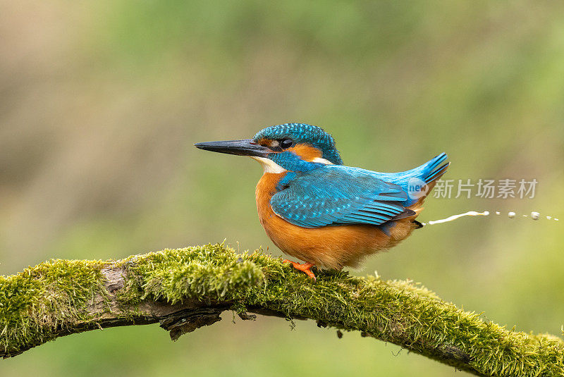 雄性翠鸟(Alcedo atthis)